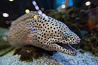 《DUNGEON SLASHER》Steam页面上线 支持中文